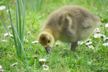 Hatching and Nesting